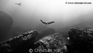 Eagle Rays swimming over rocks, at Ixtapa, México. by Christian Vizl 